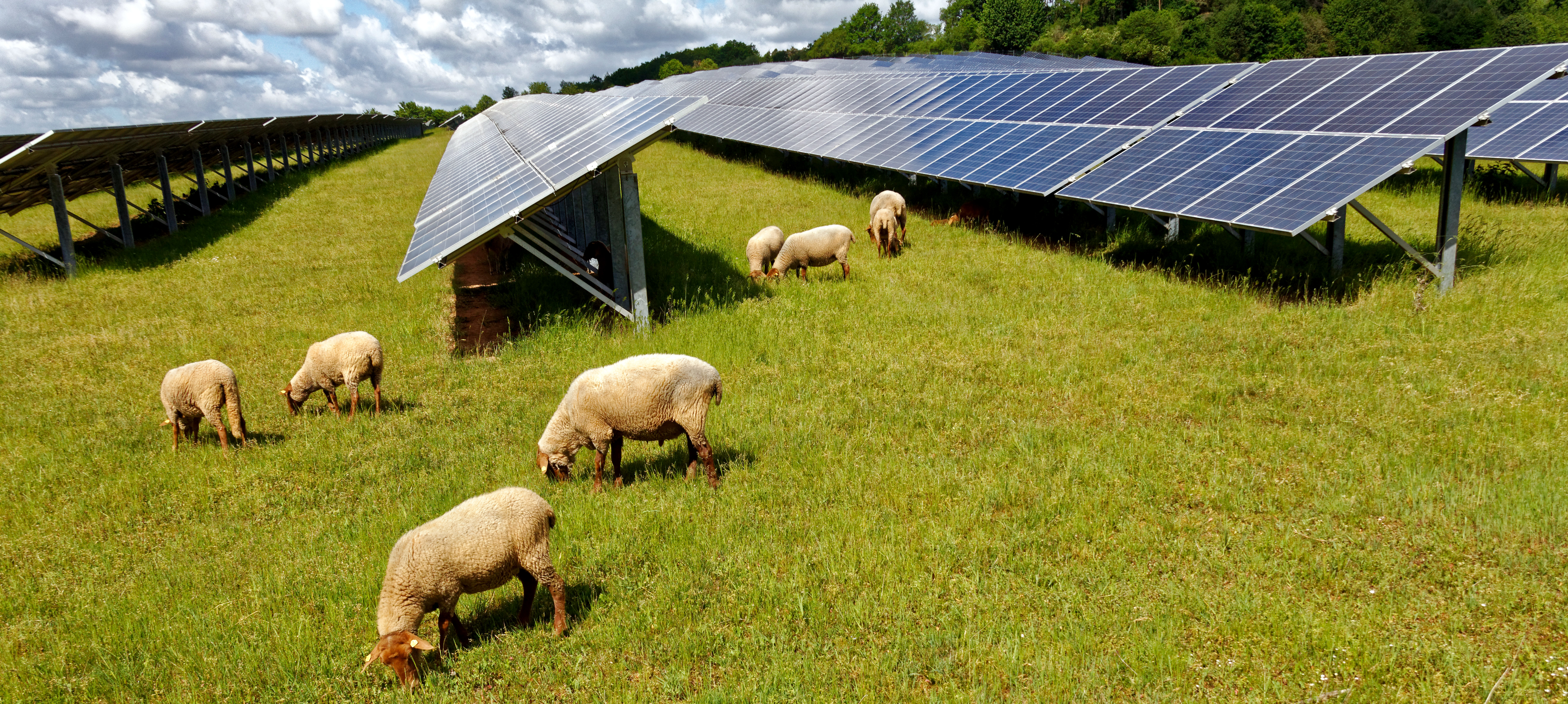 Image of a solar farm